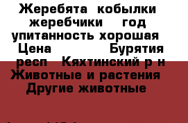 Жеребята (кобылки, жеребчики) 1 год, упитанность хорошая › Цена ­ 20 000 - Бурятия респ., Кяхтинский р-н Животные и растения » Другие животные   